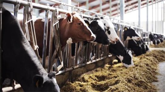 品质服务，牛气冲天！华全静音发电机组为畜牧养殖业保电